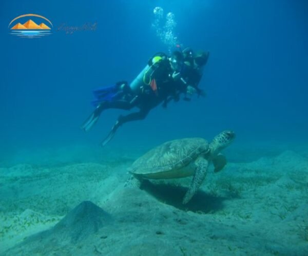 Abu Dabbab Snorkeling da Hurghada ViaggiNilo(3)
