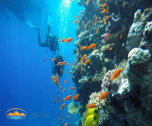 Giornata di immersioni a Hurghada ViaggiNilo(3)