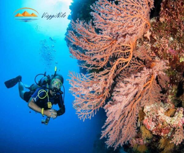 Giornata di immersioni a Hurghada ViaggiNilo(4)