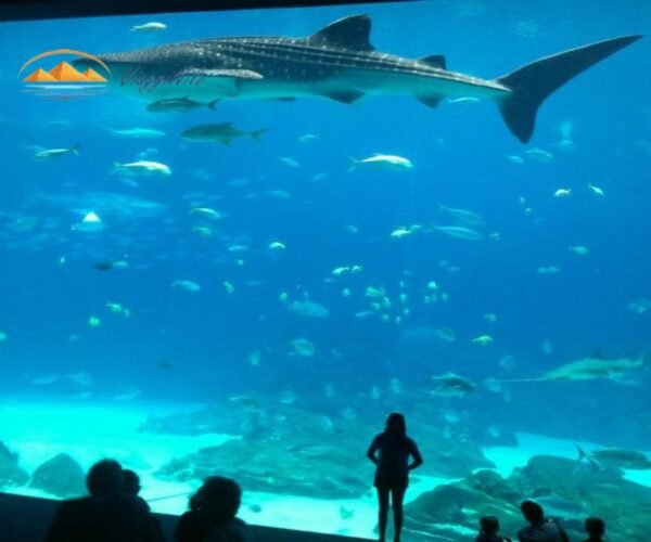 Hurghada Grand Aquarium in un Giorno ViaggiNilo(1)