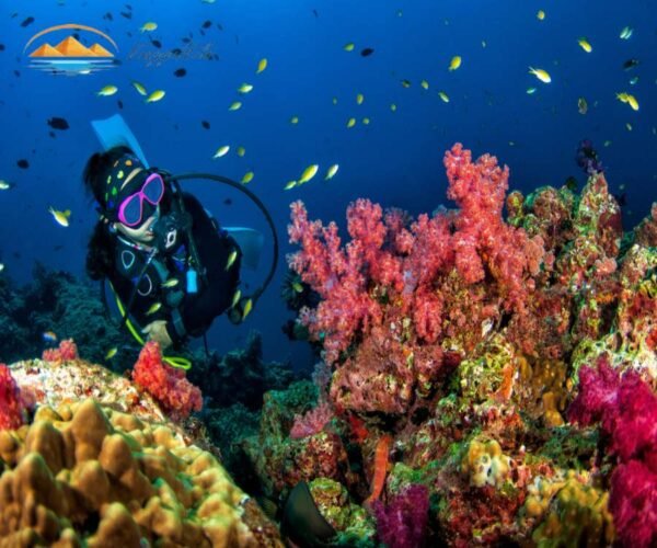 Immersione per principianti in Marsa Alam ViaggiNilo(3)