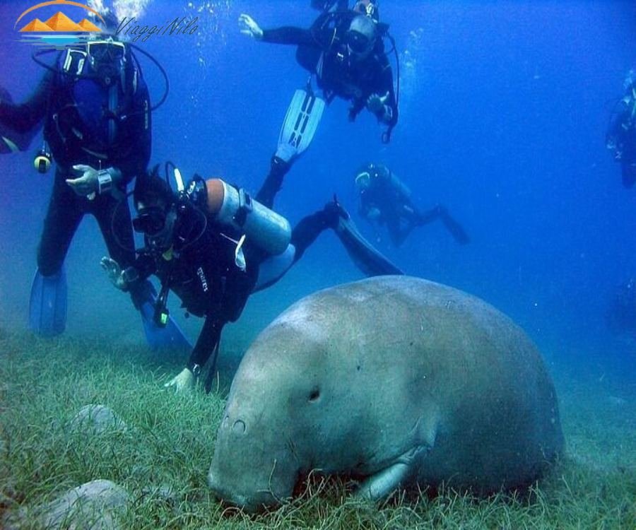 Snorkeling a Marsa Mubarak