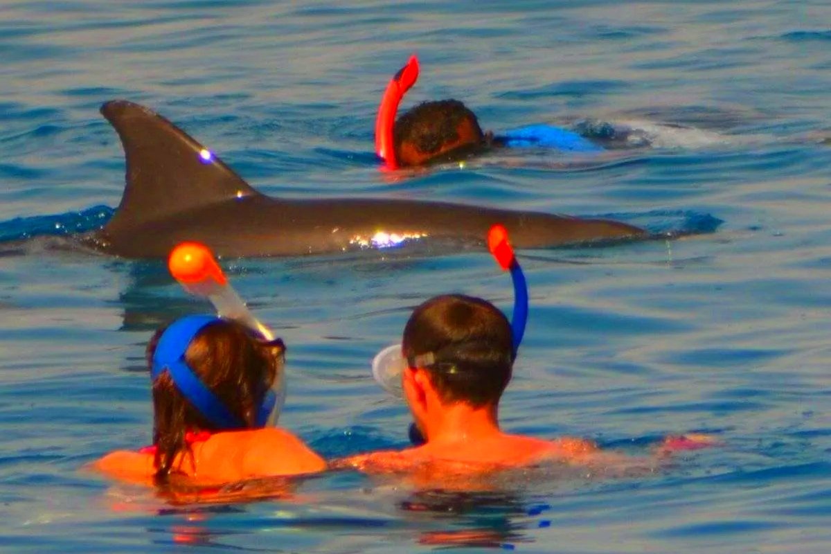 gita di snorkeling nella casa dei delfini