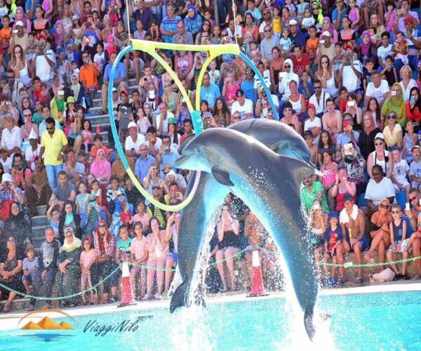 Spettacolo dei delfini di Hurghada ViaggiNilo