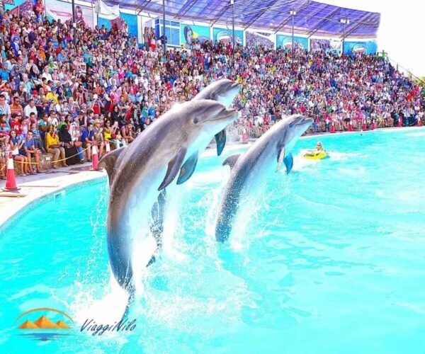 Spettacolo dei delfini di Hurghada ViaggiNilo(1)