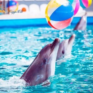 Spettacolo dei delfini di Hurghada ViaggiNilo(2)