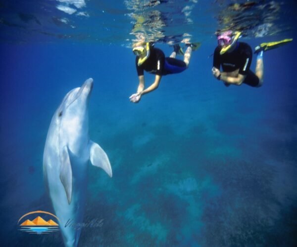 gita di snorkeling nella casa dei delfini ViaggiNilo