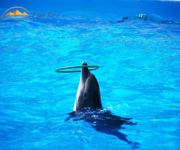 gita di snorkeling nella casa dei delfini ViaggiNilo(1)