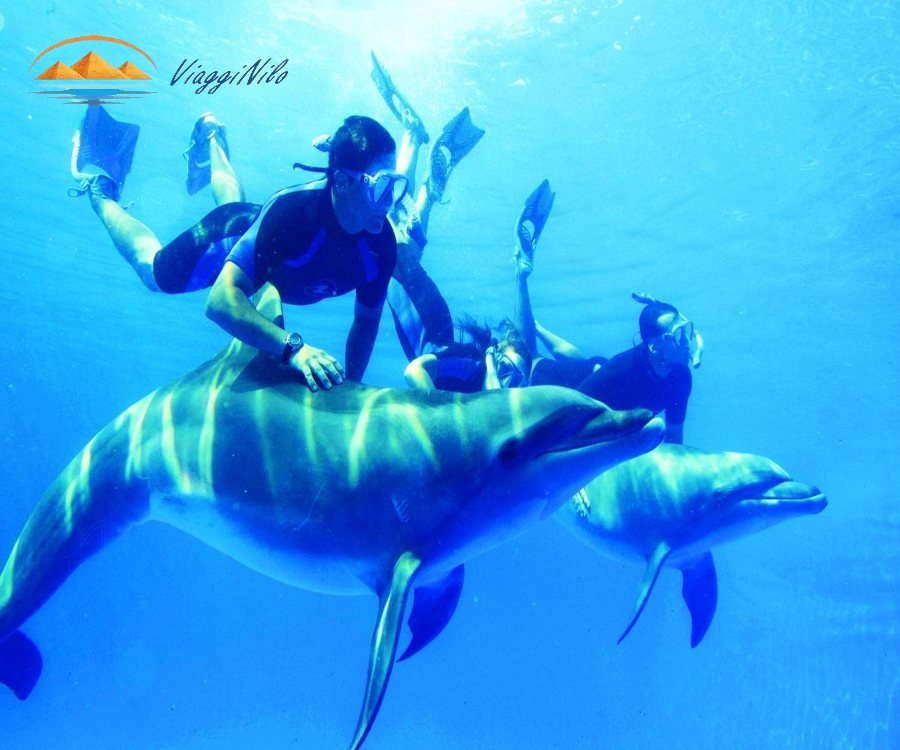 gita di snorkeling nella casa dei delfini